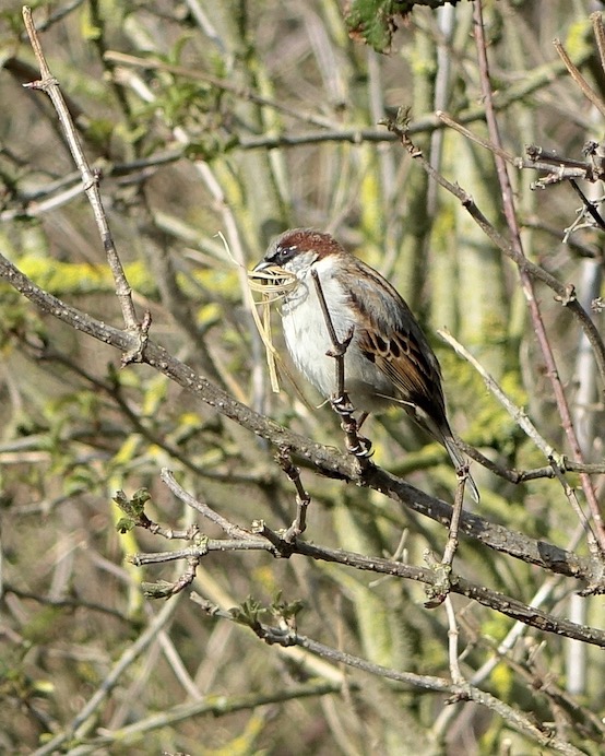 house sparrow